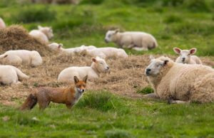 “ভেড়ার দলে রাজা শেয়াল”