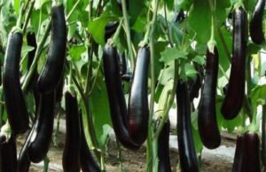 বনগাঁয় বিজেপির জেলা সভাপতির ফসল নষ্ট করল দুষ্কৃতীরা