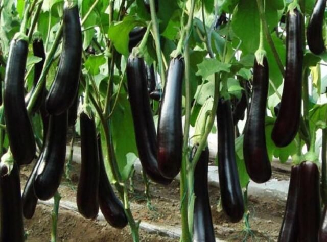 brinjal