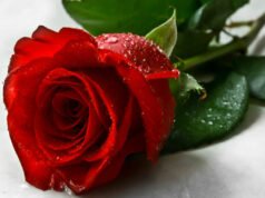 গোলাপের গল্প