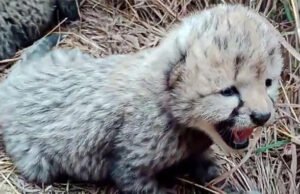 নামিবিয়ার চিতা কুনোয় তিনটি শাবকের জন্ম দিল