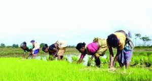 সিনিয়রিটির ভিত্তিতে এগ্রিকালচার সার্ভিসে পদোন্নতি